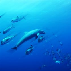 A dolphin from Belize chasing fish with some photoshop work. by Martin Spragg 